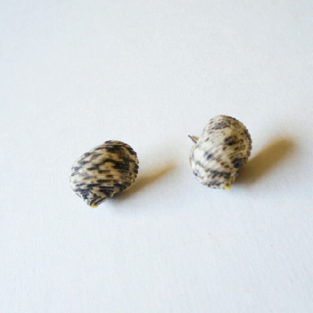 Seashell Earrings